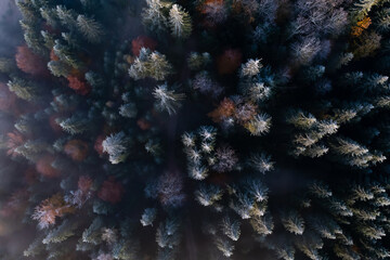 Fototapeta na wymiar Aerial view of trees covered with hoarfrost in morning. Misty autumn forest. Drone photography