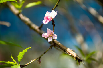 Blooming peach tree
