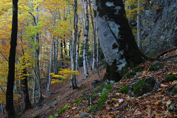 Ordesa en otoño.Pirineo aragones