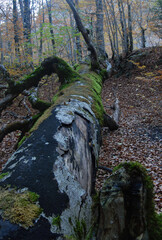 Ordesa en otoño.Pirineo aragones