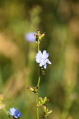 Common chicory flower closeup view with green blurred plants on background
