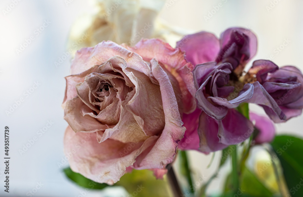 Wall mural purple, pink and white withered dried roses close-up