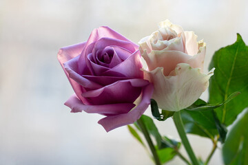 purple and coral roses with green leaves on a light background