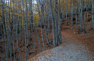 Pirineo aragones en otoño.Huesca.España