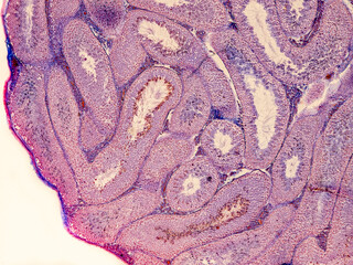 rabbit testicle cross section under the microscope showing seminiferous tubules and spermatozoa - optical microscope x100 magnification - obrazy, fototapety, plakaty