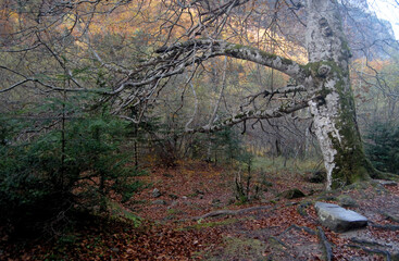 Ordesa en otoño.Pirineo aragones