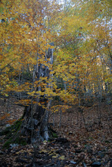 Ordesa en otoño.Pirineo aragones