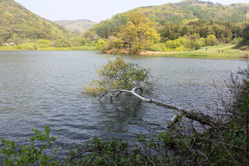 fallen tree floating on the river