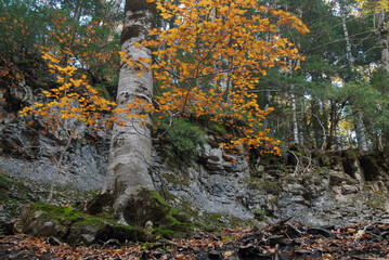 Ordesa en otoño.Pirineo aragonés-Huesca.España