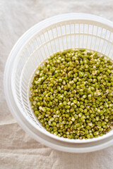 home grow mung bean or green bean sprout in white plastic basket