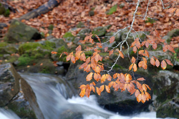 El pirineo en otoño en Ordesa. Huesca.España