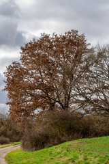 Herbstbaum in voller Pracht