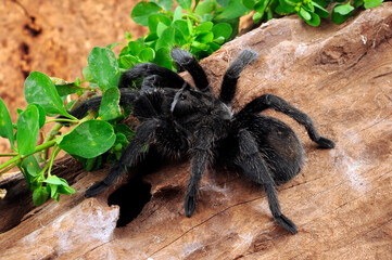 Schwarze Uruguay-Vogelspinne (Grammostola pulchra) // Brazilian black (tarantula) 