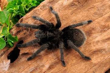 Brazilian black (tarantula) // Schwarze Uruguay-Vogelspinne (Grammostola pulchra)