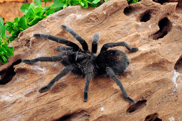 Schwarze Uruguay-Vogelspinne (Grammostola pulchra) // Brazilian black (tarantula) 