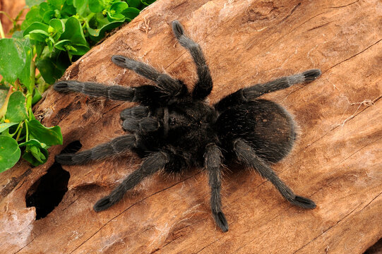 Brazilian black (tarantula) // Schwarze Uruguay-Vogelspinne (Grammostola pulchra)