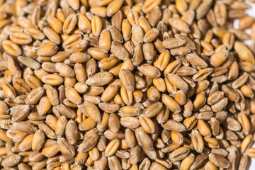 Naklejka premium Detail of grains of wheat. Concept of food, crisis, food, wheat, rye, barley and agriculture.