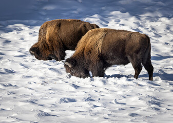 Bison Yellowstone February 2022