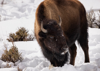 Bison Yellowstone February 2022