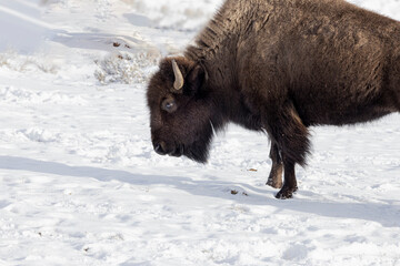 Bison Yellowstone February 2022