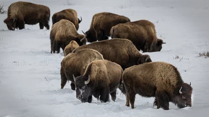 Türaufkleber Bison Yellowstone February 2022 © Carol