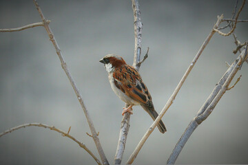 House sparrow (Passer domesticus), small brown bird sitting on the branch with grey background.