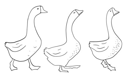Hand drawn goose isolated. Engraved style vector illustration. Template for your design works.
