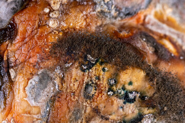 Texture of various poisonous mold, spores, fungi on fruits, macro. Organic, medical research. Fungus with mold on fruits. Mold on food. Poison bad food concept.