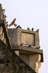 Kestrel among pigeons