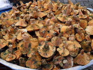 Saffron Milk Cap or red pine mushrooms locally known as cintar, melki or Kanlica mushrooms on a farmers market stall in Yalikavak, Bodrum, Turkey.    
