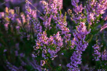 Obraz premium heath close up, Calluna vulgaris macro in summer