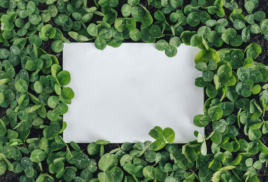 Beautiful green clover leaves background with paper white copy space in the middle. Creative flat lay message design.