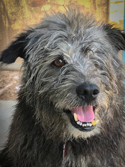 Rescue Dog finds forever home with fifth family. 