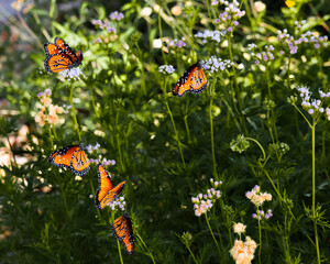 Fototapeta na wymiar Butterflies on flowers in El Paso desert garden