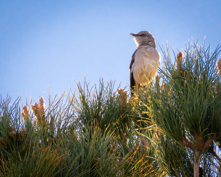 Mockingbird In Pine Tree El Paso TX Desert In Spring