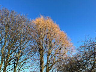 Early spring, with old trees, set against a  blue sky, in the village of, Thornton, Bradford, UK