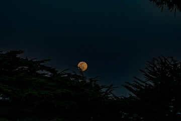 Moon over trees