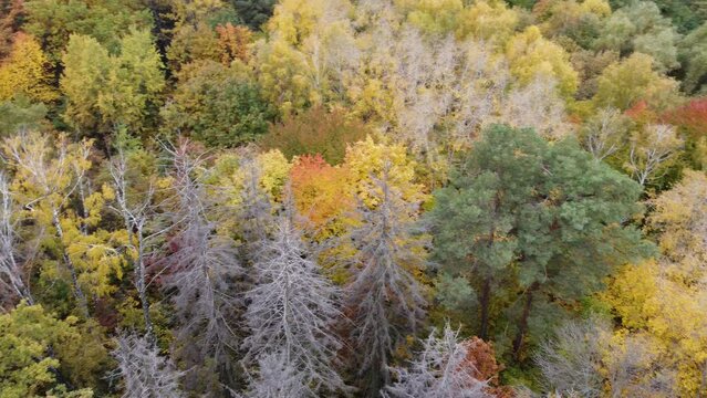 Top down view of autumn forest, fall woodland aerial shot. Drone fly over pine trees and yellow treetops. Zoom out and spin colorful texture in nature. Flight over woods, natural background in motion.