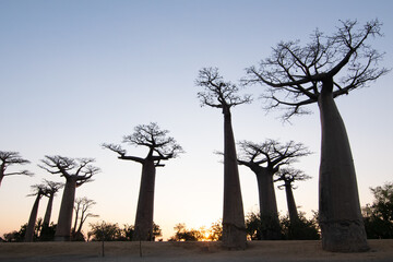 baobab park