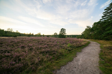 Fototapeta na wymiar heath landscape in summerwith sunshine