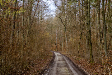 Fototapeta na wymiar Wald mit Waldweg 