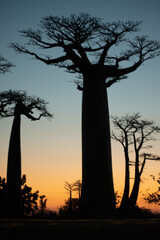 Fototapeta na wymiar baobab