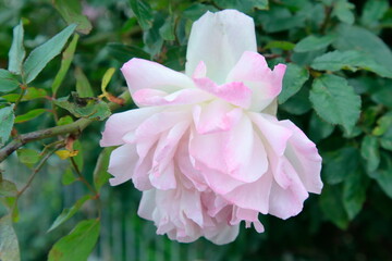 pink rose bush