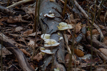 Pilze auf Baumstamm 