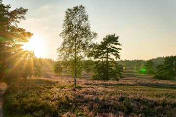 heath landscape in summerwith sunshine