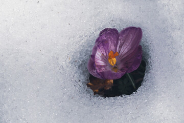 Crocus 2