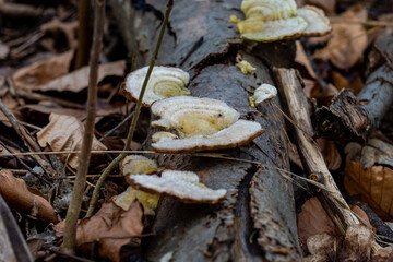 Prächtige Pilze am Waldboden