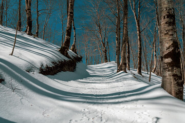 The Forest in White 2