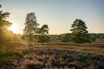 heath landscape in summerwith sunshine