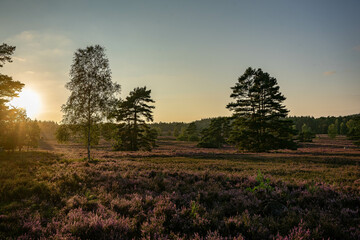heath landscape in summerwith sunshine